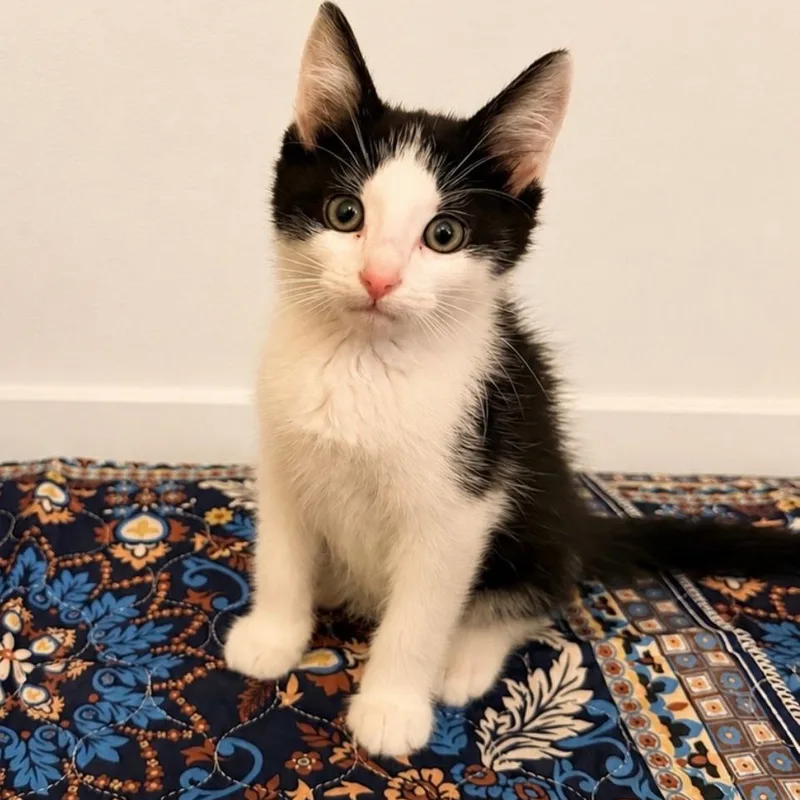 A baby small-sized male Black Domestic Short Hair cat named Batman for adoption in Normal, IL