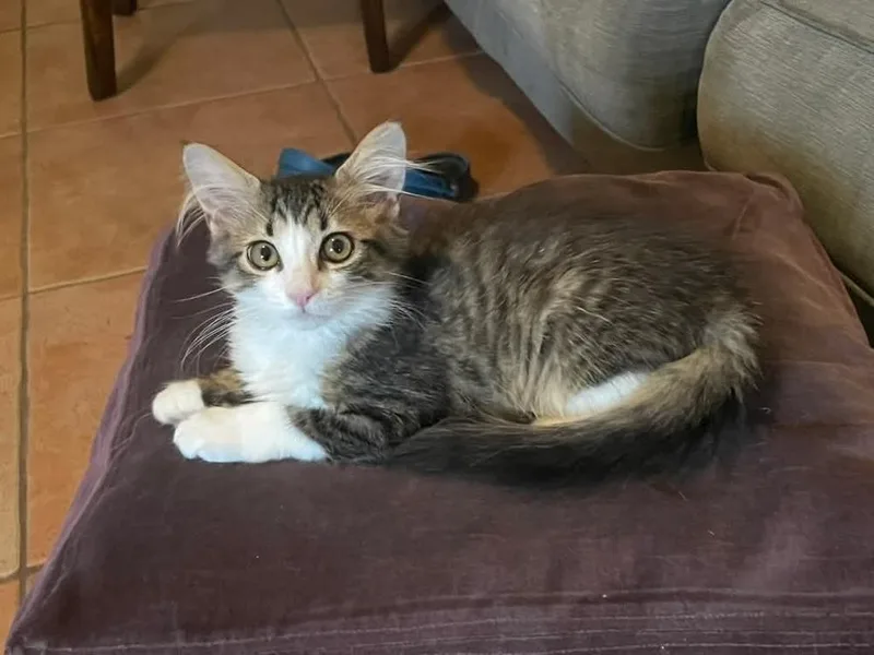A baby small-sized female Domestic Medium Hair cat named Clyde for adoption in tucson, AZ