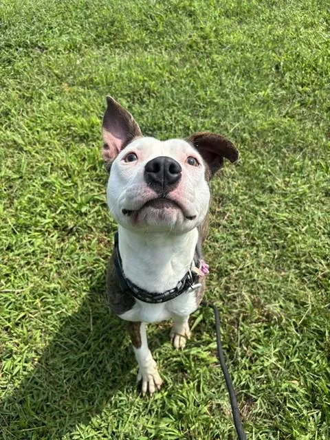 A young medium-sized male Pit Bull Terrier dog named Milo for adoption in Upper Marlboro, MD
