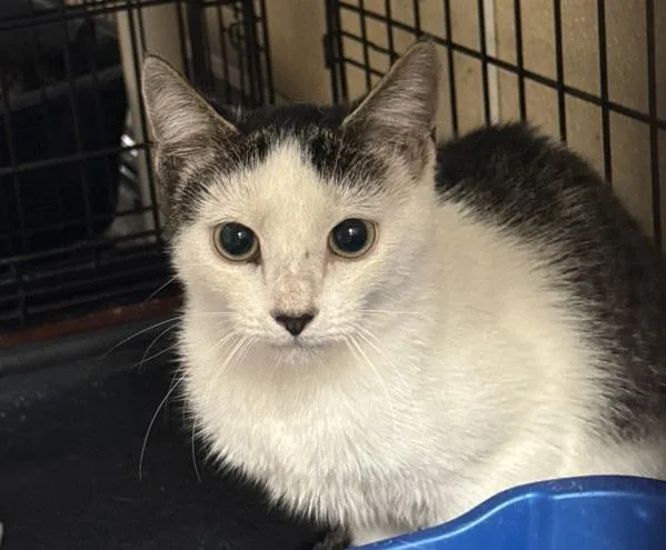 A baby small-sized female Domestic Short Hair cat named Izzy for adoption in Salisbury, MD