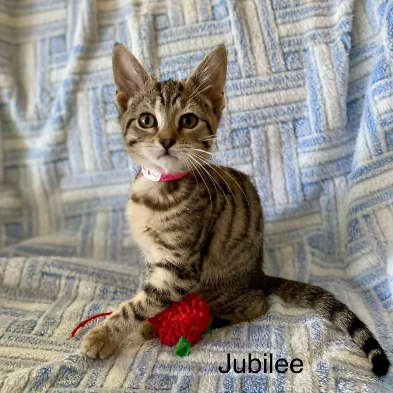 A baby small-sized female Domestic Short Hair cat named Jubilee for adoption in Winchendon, MA