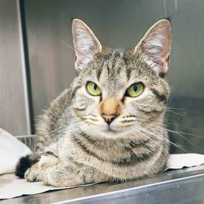An adult small-sized female Gray / Blue / Silver Domestic Short Hair cat named Princess C for adoption in Atlanta, GA