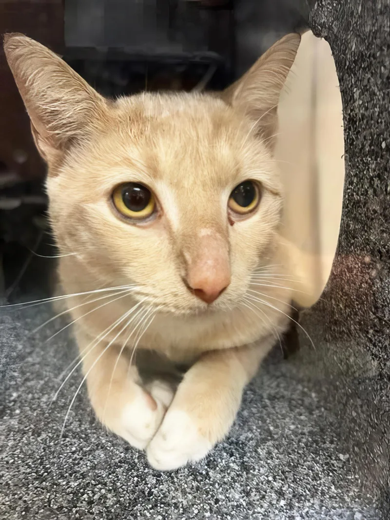 An adult medium-sized male Domestic Short Hair cat named Butternut for adoption in Nashville, TN