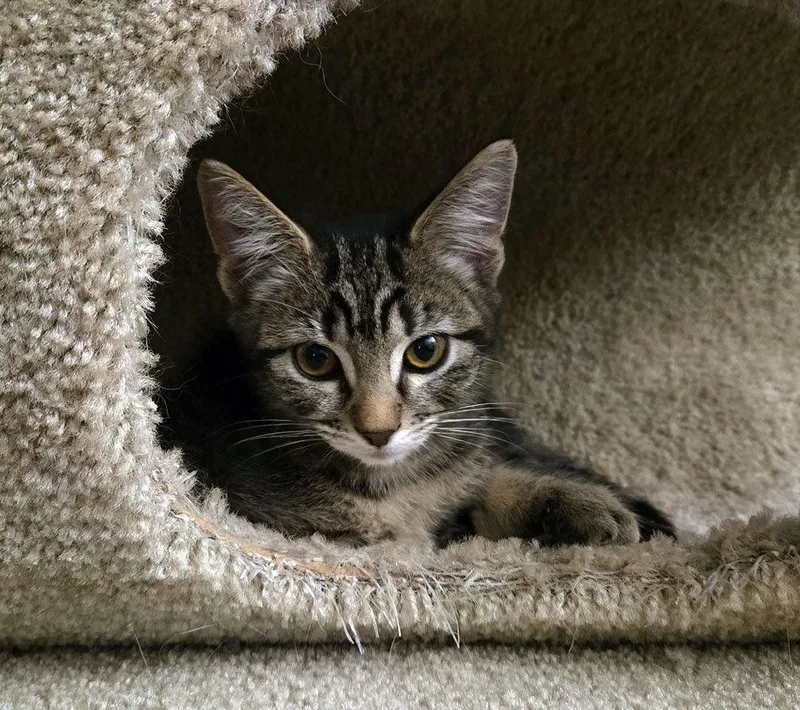 A young medium-sized male Domestic Short Hair cat named Keats for adoption in Campbell, CA