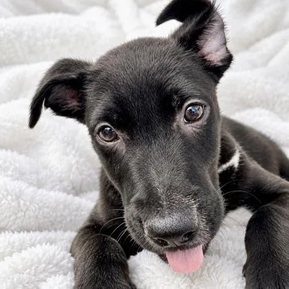 A baby small-sized male Mixed Breed dog named Peter for adoption in Largo, FL