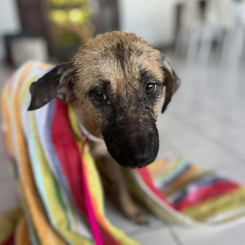 An adult small-sized female Yellow / Tan / Blond / Fawn Mixed Breed dog named Georgia for adoption in Frederiksted, VI