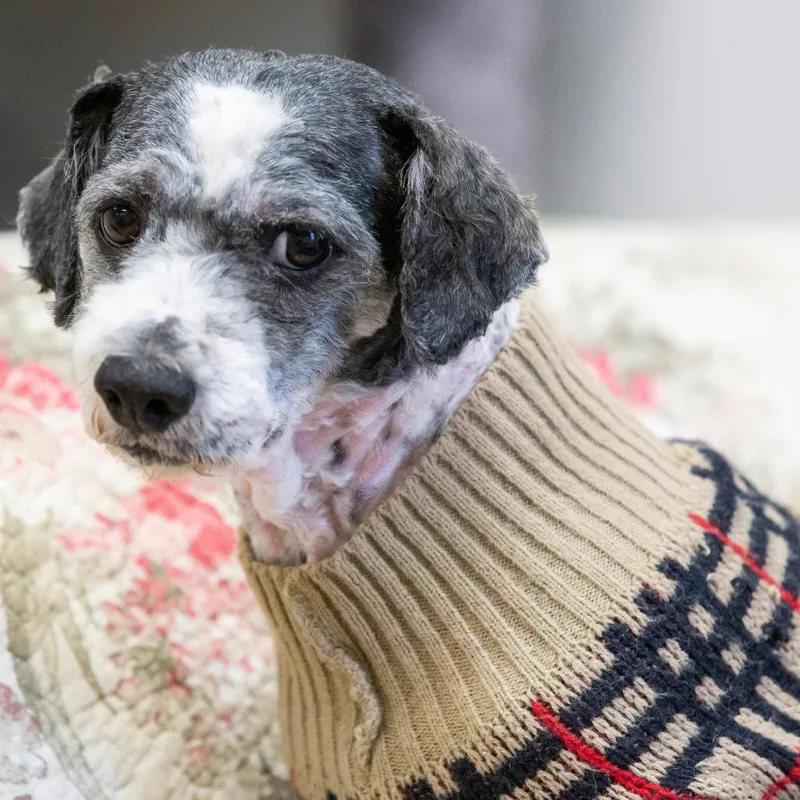 An adult small-sized male White / Cream Mixed Breed dog named Kali for adoption in Cartersville, GA