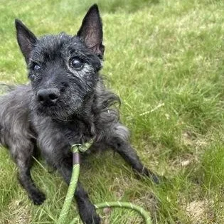 A senior small-sized male Cairn Terrier dog named Doug for adoption in Worcester, MA