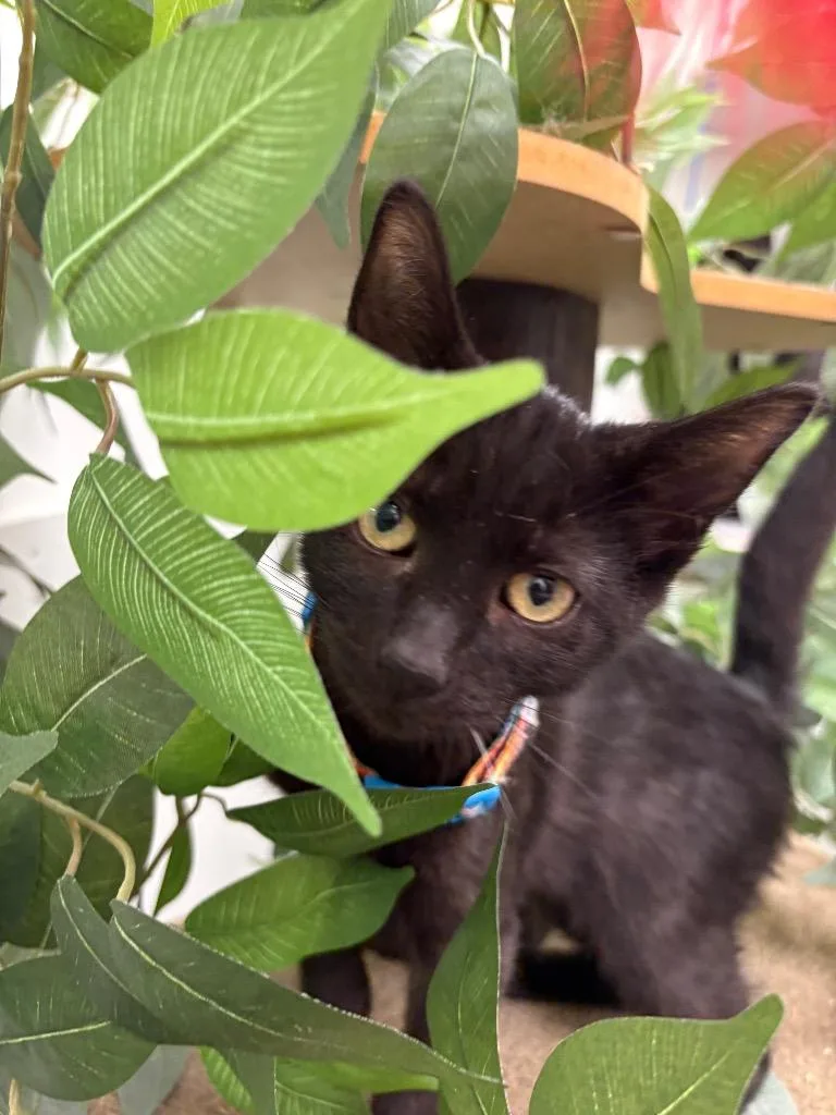 A baby medium-sized male Domestic Short Hair cat named Stevie for adoption in Findlay, OH