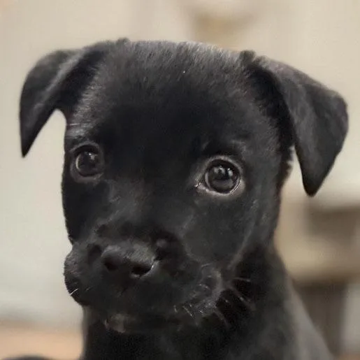 A baby large-sized female Black Labrador Retriever dog named Barbara Jean for adoption in Concord, CA