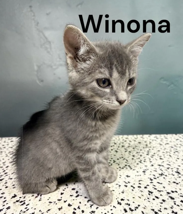 A baby medium-sized female Tabby cat named Winona for adoption in Weems, VA