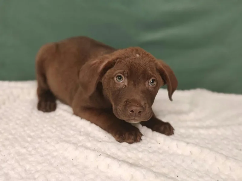 A baby medium-sized male Labrador Retriever dog named Harley for adoption in Royal Palm Beach, FL