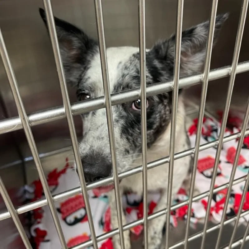 An adult medium-sized female White / Cream Australian Cattle Dog / Blue Heeler dog named Dot for adoption in Ottawa, KS