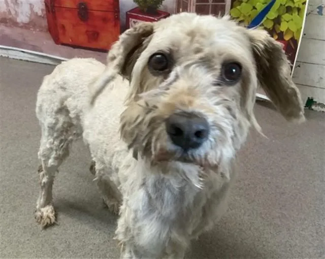 An adult medium-sized male Maltese dog named Chowder for adoption in San Bernardino, CA