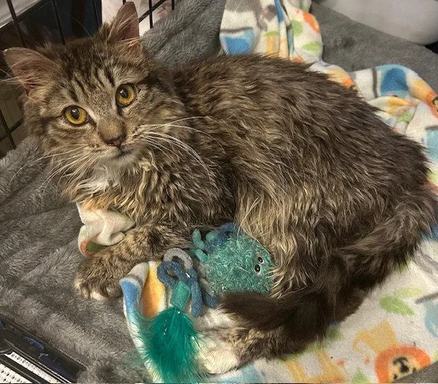 A young medium-sized male Domestic Long Hair cat named Oro for adoption in Locust Grove, VA