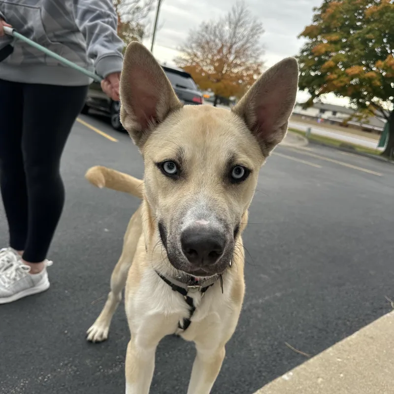 An adult medium-sized male Siberian Husky dog named Raye for adoption in Oswego, IL