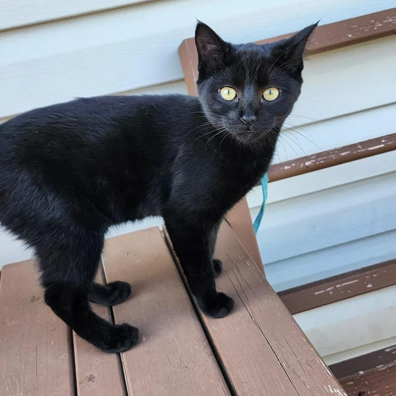 A baby small-sized female Black Domestic Short Hair cat named Renny for adoption in Buffalo, MN