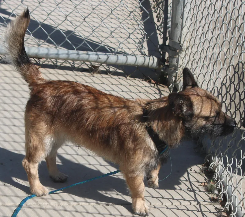 A young small-sized male Tricolor (Brown, Black, & White) Cairn Terrier dog named Chewbacca for adoption in Wasco, CA