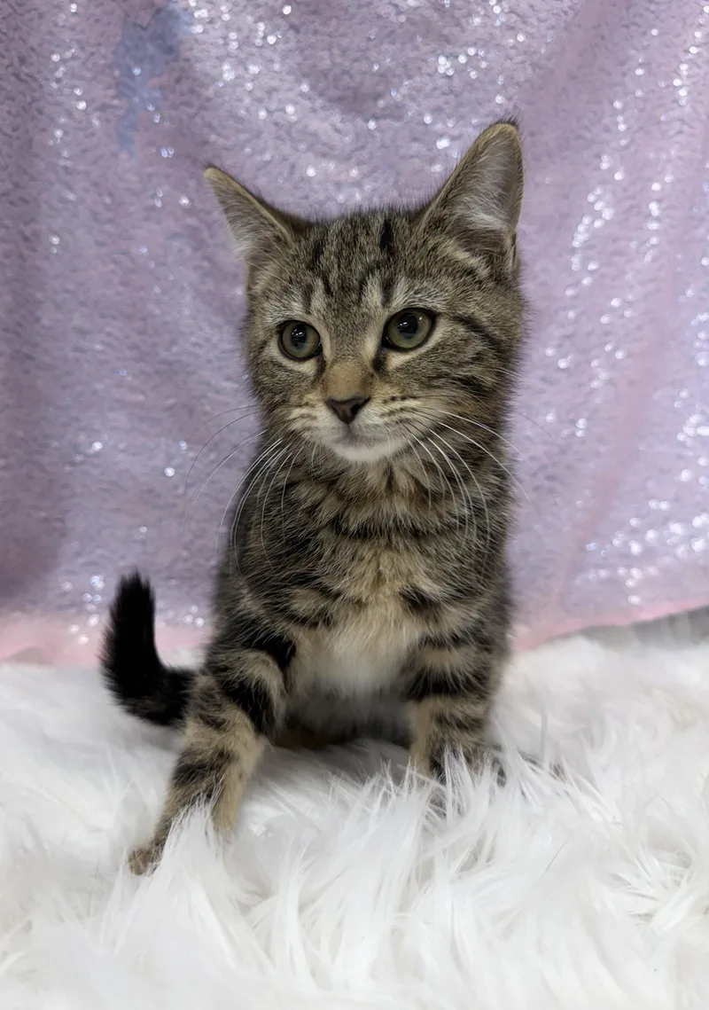 A young medium-sized female Domestic Short Hair cat named Josephine for adoption in Clarkesville, GA