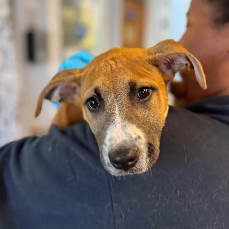 Hendough thumbnail 2