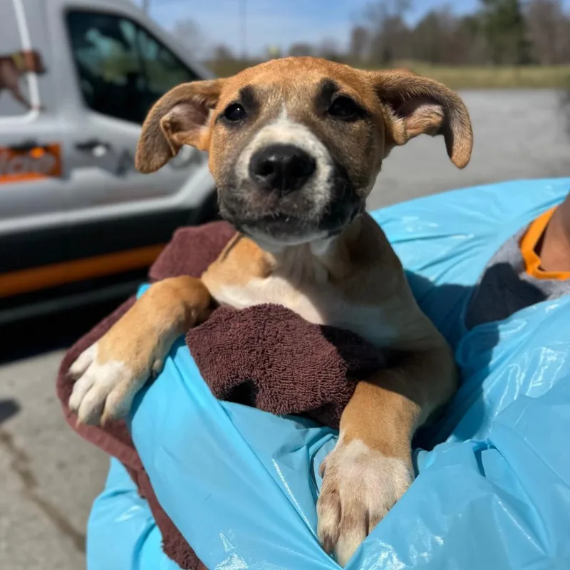 Hendough thumbnail 3