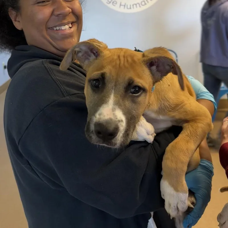 Hendough thumbnail 4