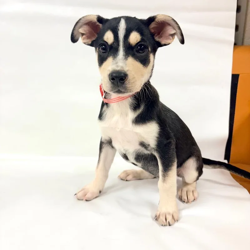 A baby small-sized female Australian Shepherd dog named Moonshine for adoption in Parker, CO