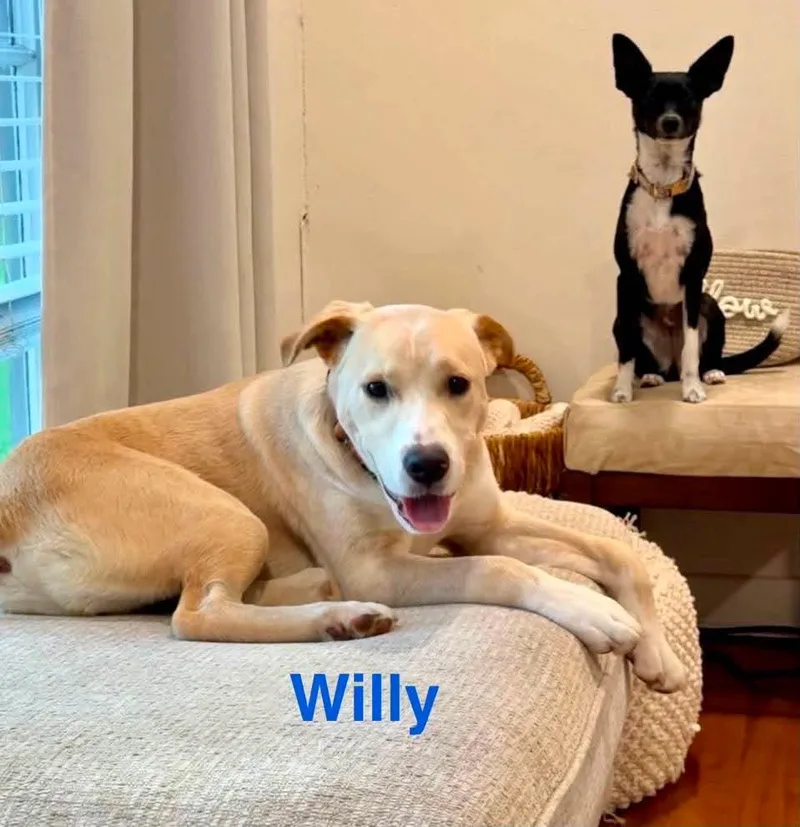 A baby medium-sized male Apricot / Beige Yellow Labrador Retriever dog named Willy for adoption in Madisonville, LA
