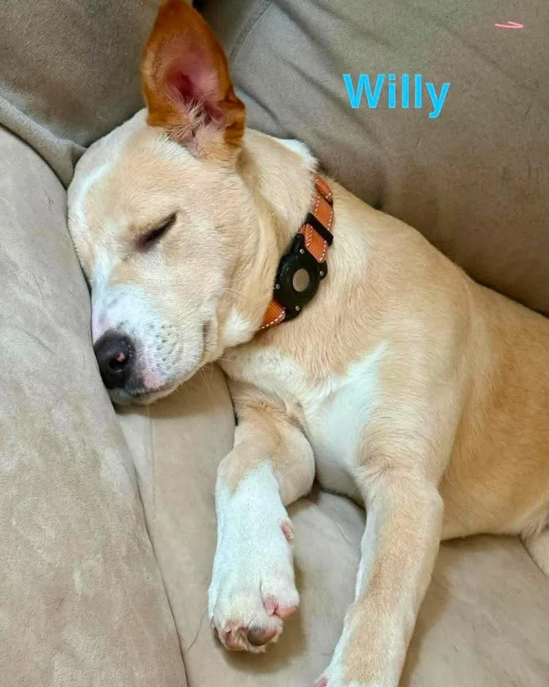 Willy thumbnail 5