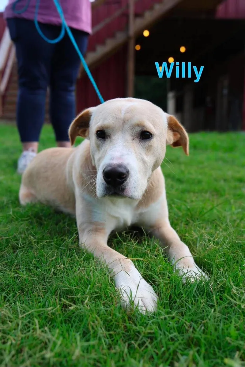 Willy thumbnail 6