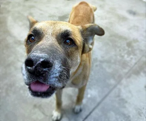 An adult large-sized male German Shepherd Dog dog named Walter for adoption in Tucson, AZ