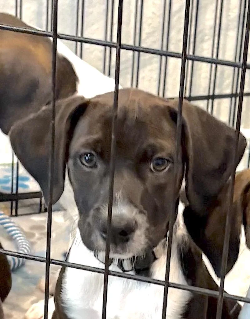 A baby small-sized male Tricolor (Brown, Black, & White) Beagle dog named Calvin for adoption in Tomball, TX