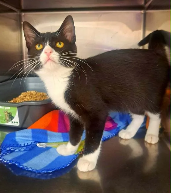 A baby small-sized female Domestic Short Hair cat named Lumey for adoption in Easton, MD