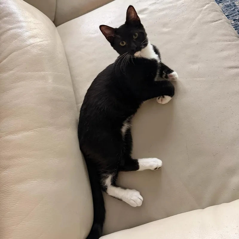 A baby small-sized male Black Domestic Short Hair cat named Mousecowitz for adoption in Coachella, CA