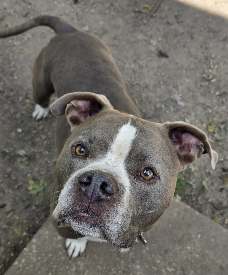 An adult medium-sized male Gray / Blue / Silver Pit Bull Terrier dog named Rizzo for adoption in Momence, IL