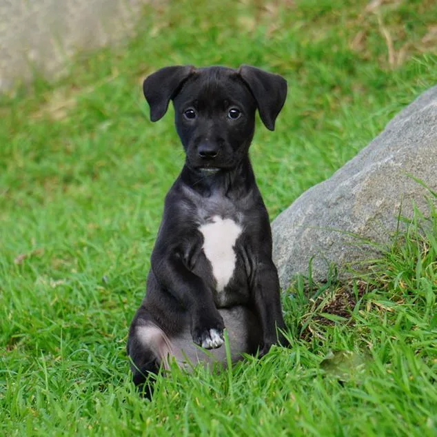 A baby medium-sized female Border Collie dog named Monet Pup  Kahlo for adoption in San Diego, CA