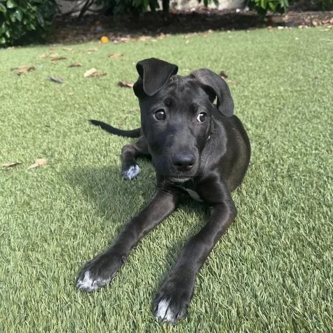 Monet Pup  Kahlo thumbnail 2