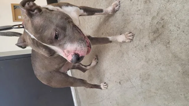 An adult medium-sized female Staffordshire Bull Terrier dog named Lasagna for adoption in Los Angeles, CA