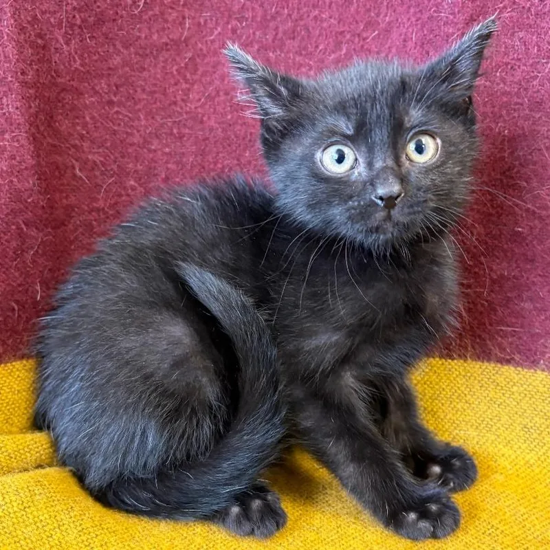 A baby small-sized male Black Domestic Short Hair cat named Mohawk for adoption in Mount Juliet, TN