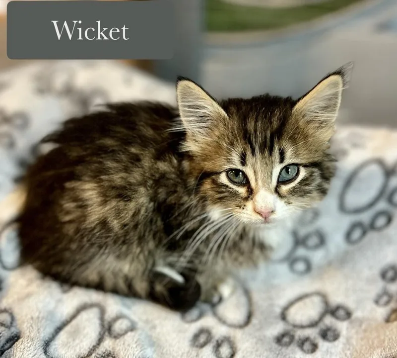 A baby small-sized female Brown / Chocolate Domestic Long Hair cat named Wicket for adoption in Chalfont, PA