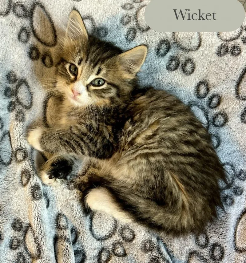 Wicket thumbnail 2