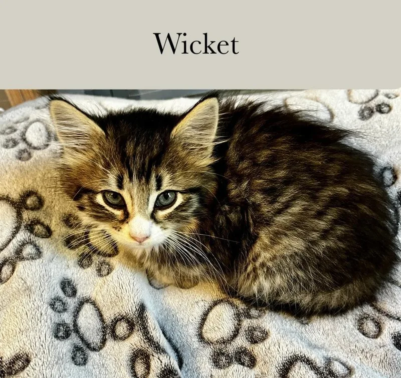 Wicket thumbnail 3