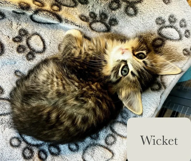 Wicket thumbnail 4