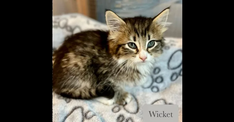 Wicket thumbnail 5