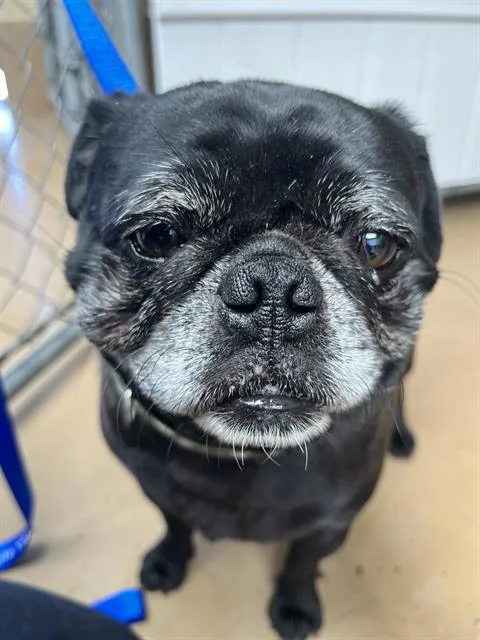 An adult small-sized male Pug dog named Brutus for adoption in Chula Vista, CA