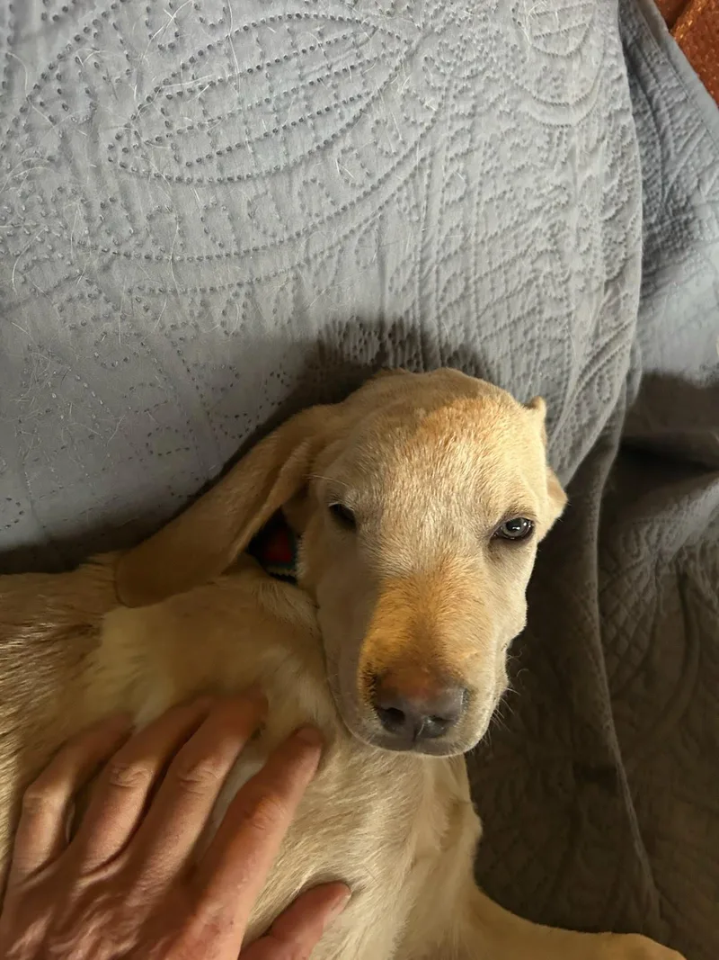 A baby large-sized female Labrador Retriever dog named Canela for adoption in San Diego, CA
