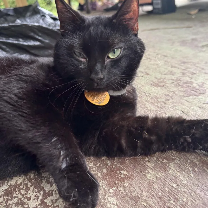 An adult large-sized male Black Domestic Medium Hair cat named Kruger for adoption in Charleston, WV
