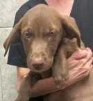 Roxy