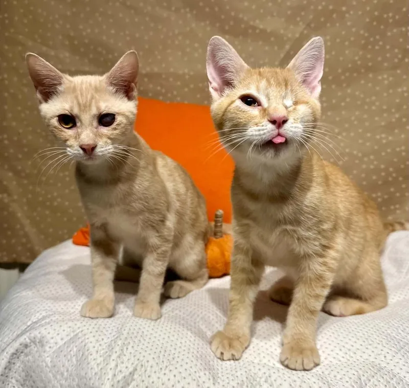 A baby small-sized male Domestic Short Hair cat named Kale for adoption in Groveland, MA