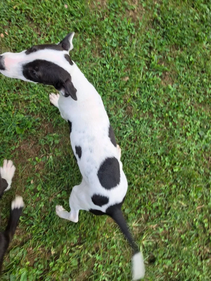 A baby medium-sized female Pit Bull Terrier dog named Gillian for adoption in Lexington, MO